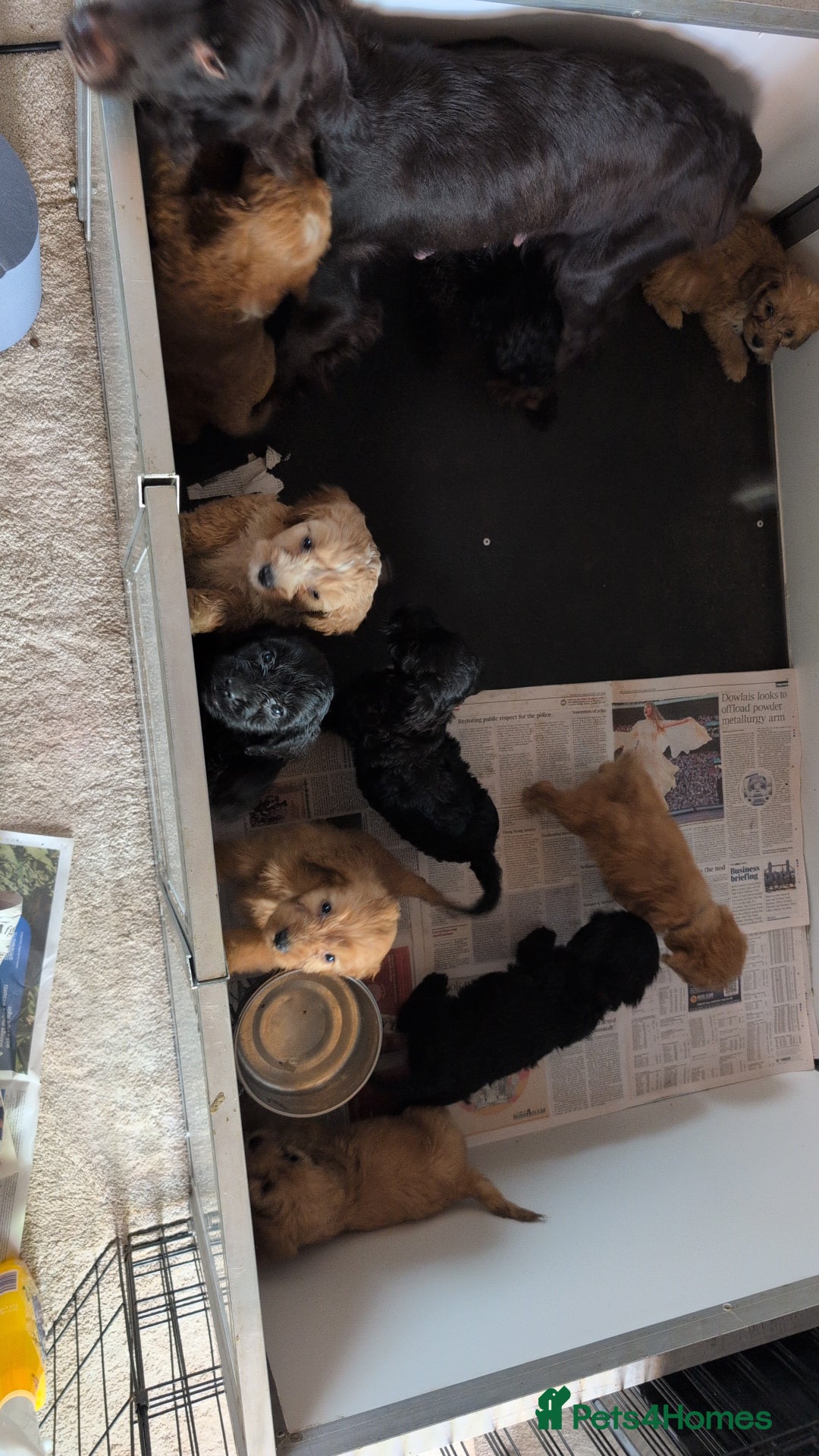 Cockapoo dogs for sale: Stunning f1 Cockapoo puppy's  - Image 9