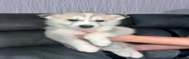 Siberian Husky 4