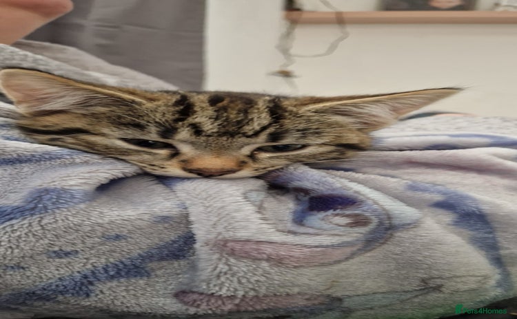 Mixed Breed cats - Advert 15