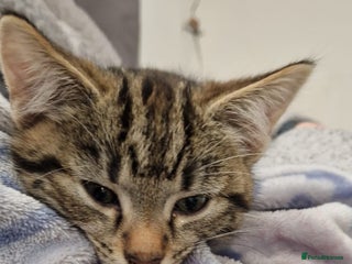 Mixed Breed cats - Advert 10