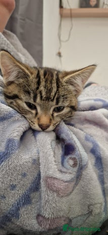 Mixed Breed cats - Advert 15