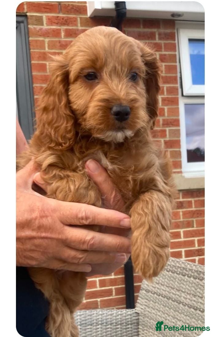 Cockapoo dogs Cockapoo puppies - Advert 12