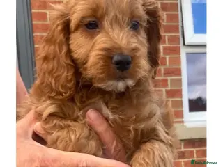 Cockapoo dogs Cockapoo puppies - Advert 6
