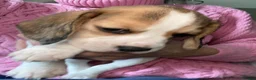 Beagle dogs for sale: KC Reg Pure Pedigree champ Beagle  - Advert 19