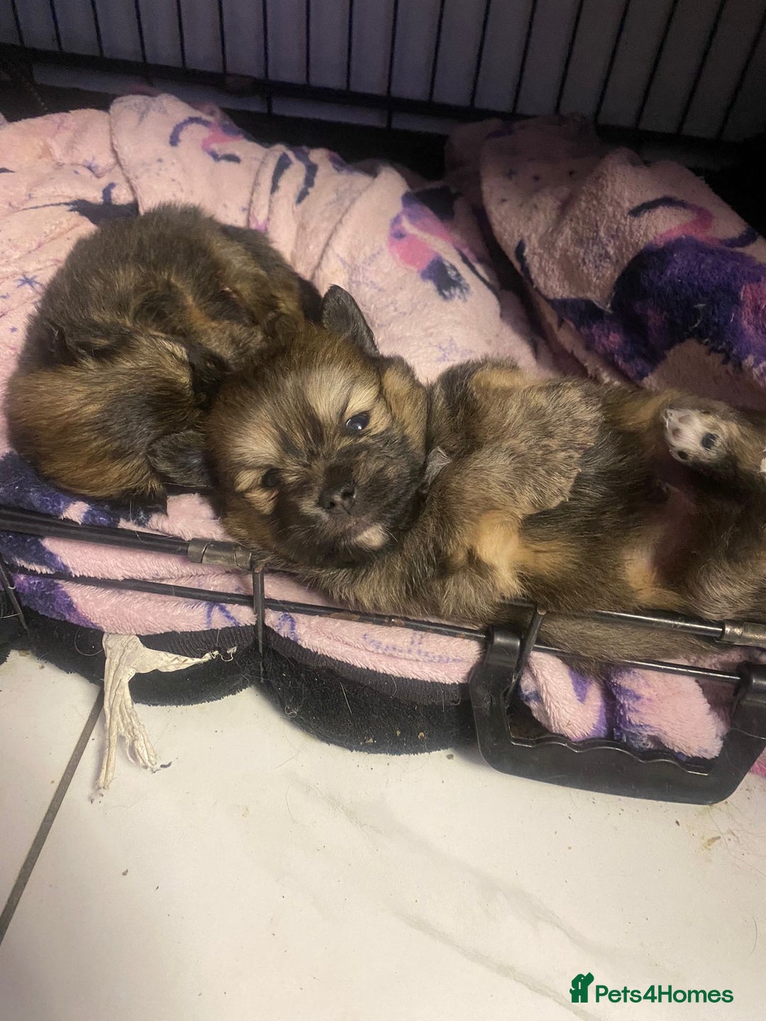 Mixed Breed dogs for sale: Tiny  **  Yorkiepom boy READY NOW  - Advert 11