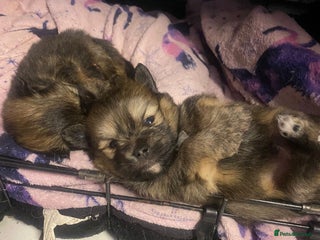 Mixed Breed dogs Tiny ** Yorkiepom boy ready on 16th December - Advert 15