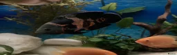Cichlids fish for sale: Beautiful Oscar pair and 1 rusty pleco - Advert 7