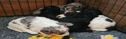 Cockapoo dogs for sale: F1b Cockapoos incl. Merle and Roans - Advert 13