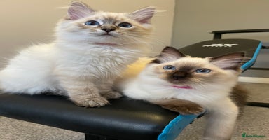 Ragdoll cats - Advert 2
