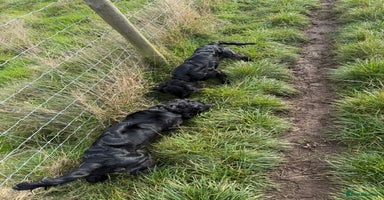 Cocker Spaniel dogs - Advert 16