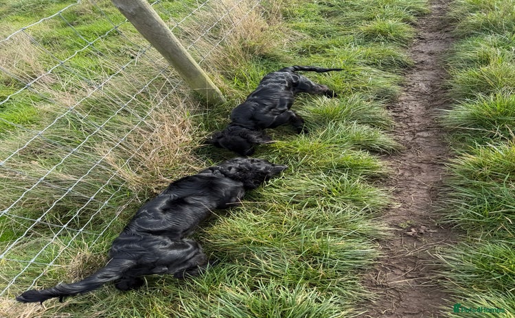 Cocker Spaniel dogs - Advert 8