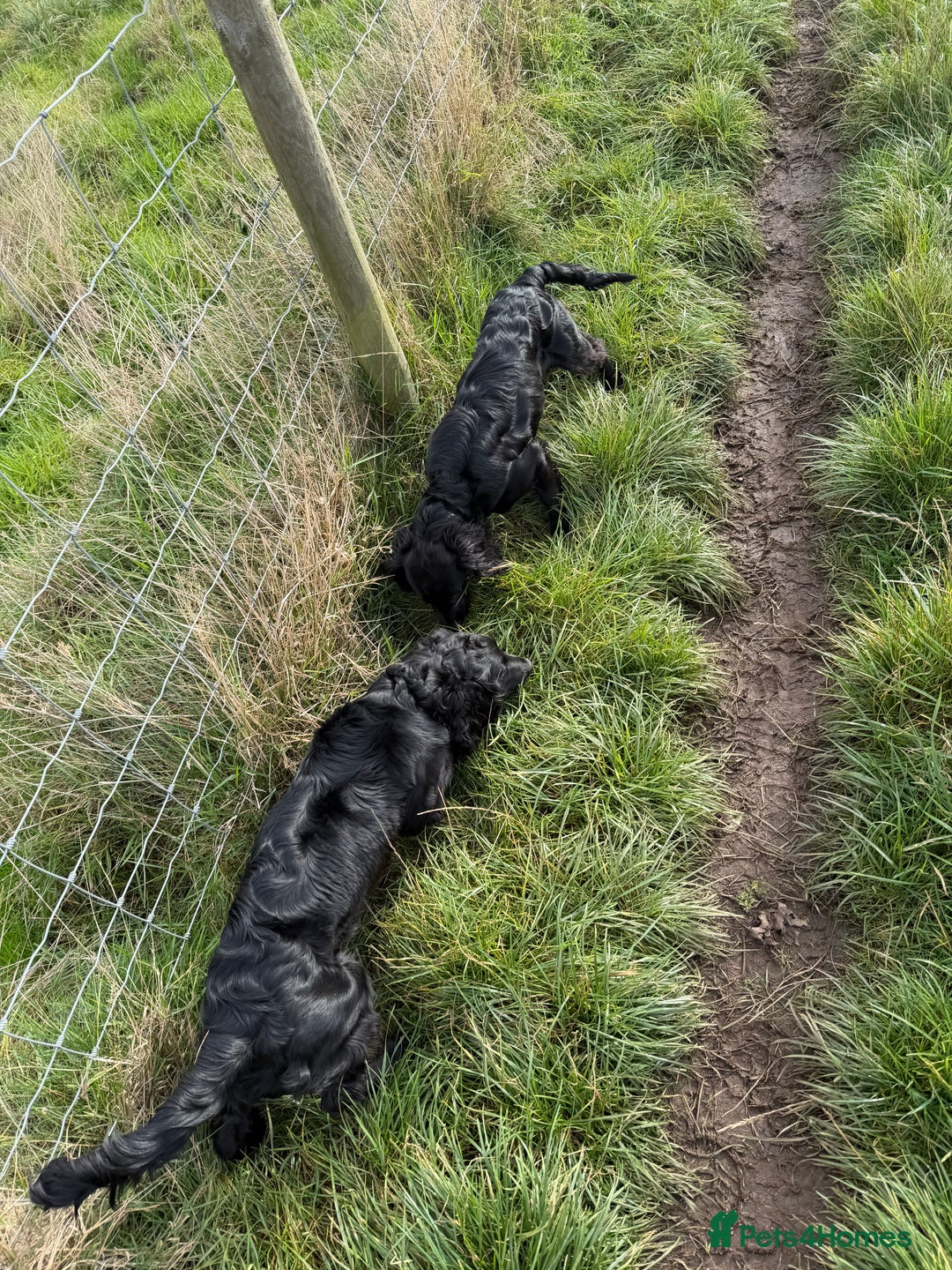 Cocker Spaniel dogs for sale: Stunning cocker spaniel puppy  - Image 2