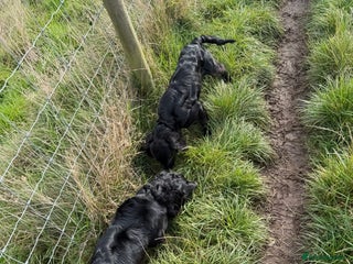 Cocker Spaniel dogs - Advert 18