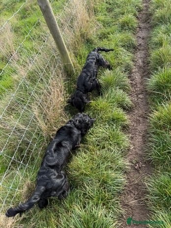 Cocker Spaniel dogs - Advert 8