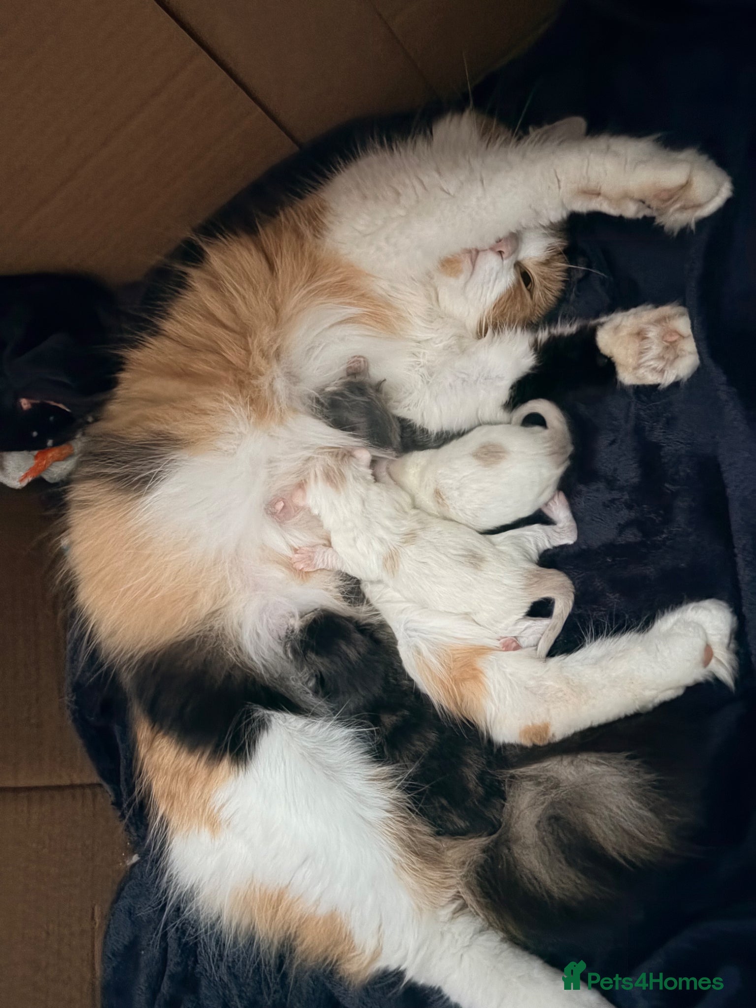 Mixed Breed cats Half British short haired kittens  - Advert 2