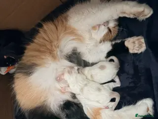 Mixed Breed cats Half British short haired kittens - Advert 16