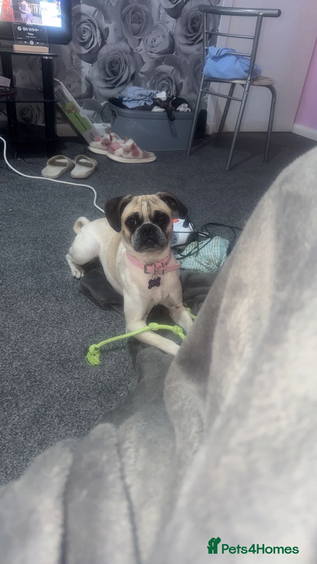 Puggle dogs for sale: Selling my puggle 1 year old female in Arbroath - Advert 8
