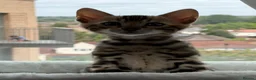 Bengal cats for sale: Bengal kitten for resale - Advert 15