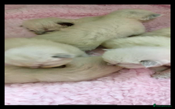 Ragdoll cats for sale: 🦋 WAITING LIST NOW OPEN 🦋 - Image 2