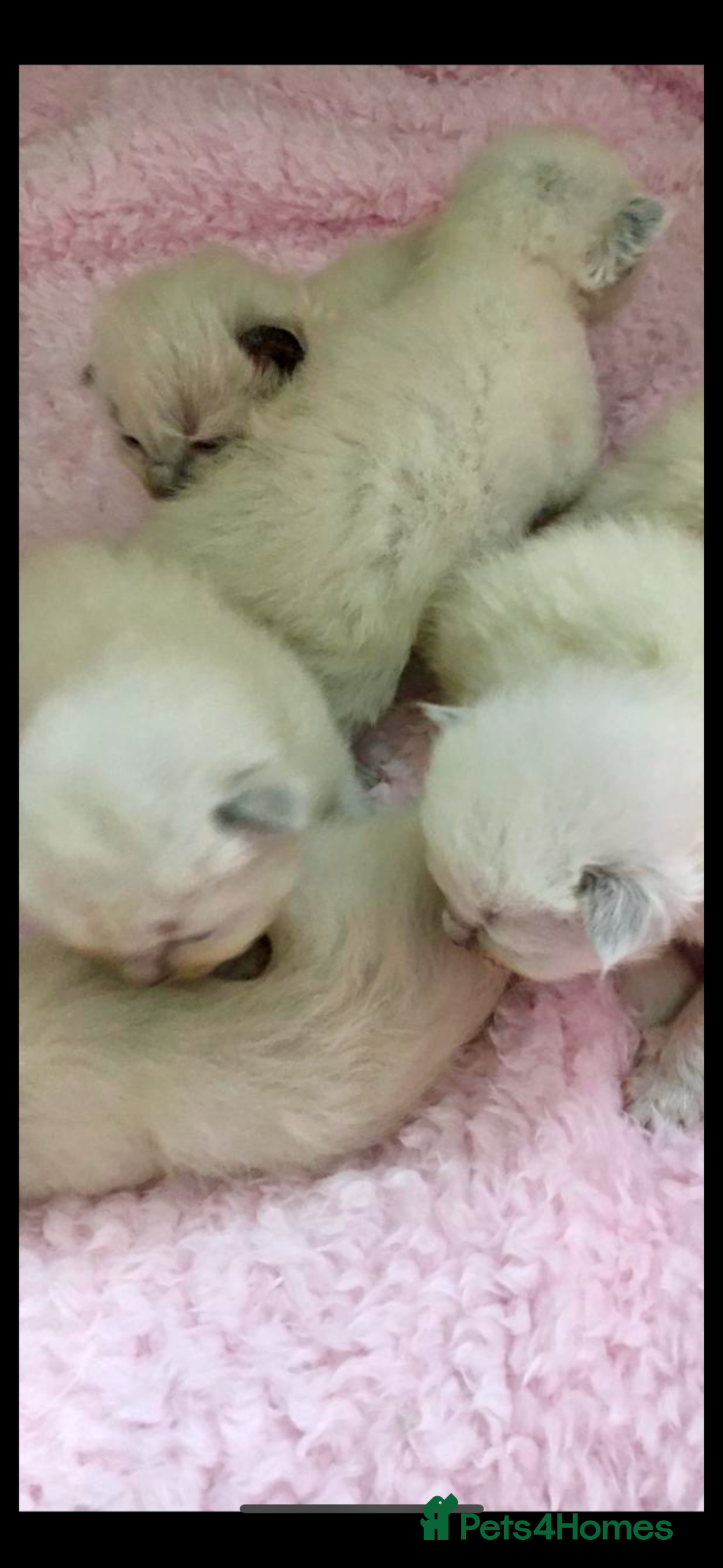 Ragdoll cats for sale: 🦋 WAITING LIST NOW OPEN 🦋 - Image 2