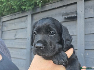 Goldador dogs - Advert 14