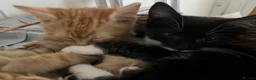Mixed Breed cats for sale: Stunning kittens ready to find new loving homes  - Advert 9