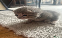 British Shorthair cats for sale: 3 Adorable kittens  - Image 2