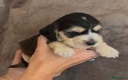 Cocker Spaniel dogs for sale: Tri coloured, strong, Cocker Spaniel Puppies  - Image 4