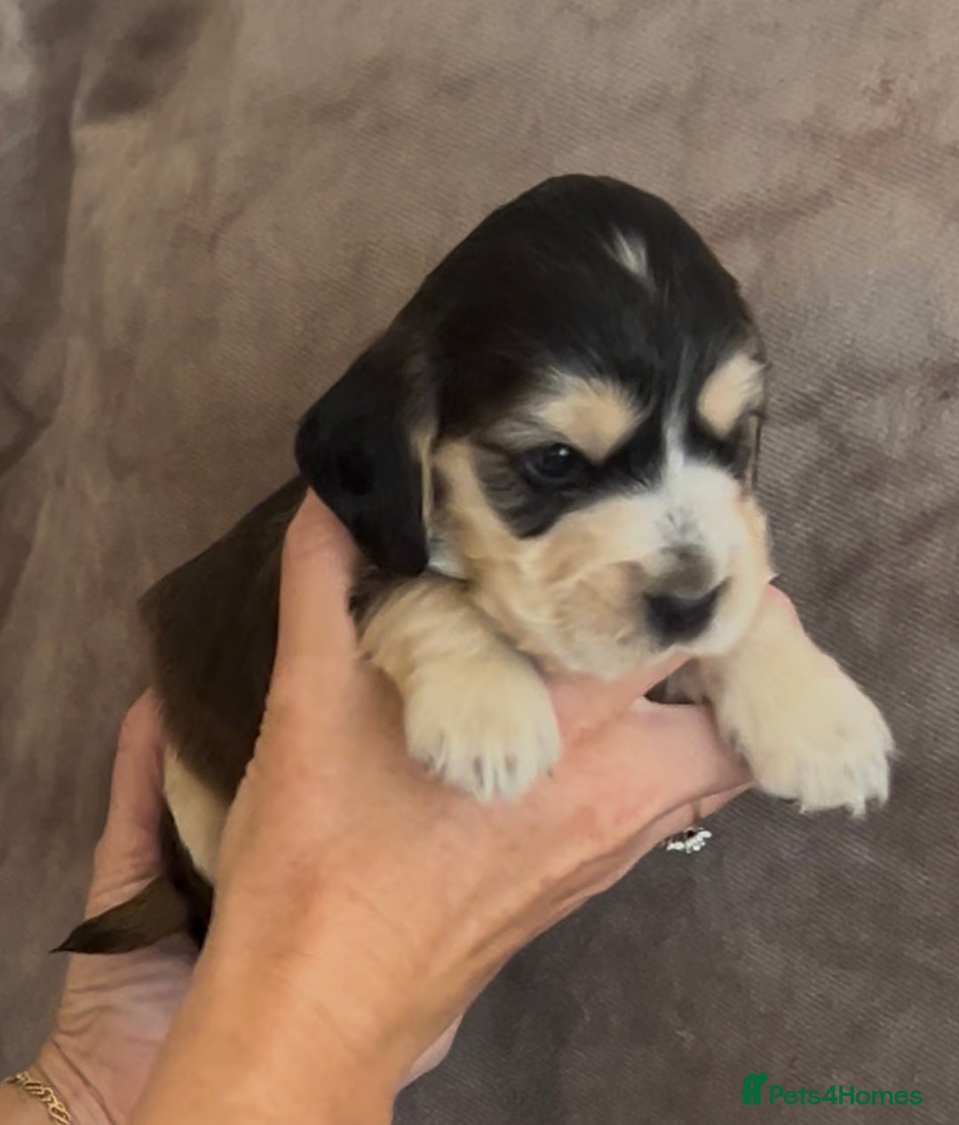 Cocker Spaniel dogs for sale: Tri coloured, strong, Cocker Spaniel Puppies  - Image 4