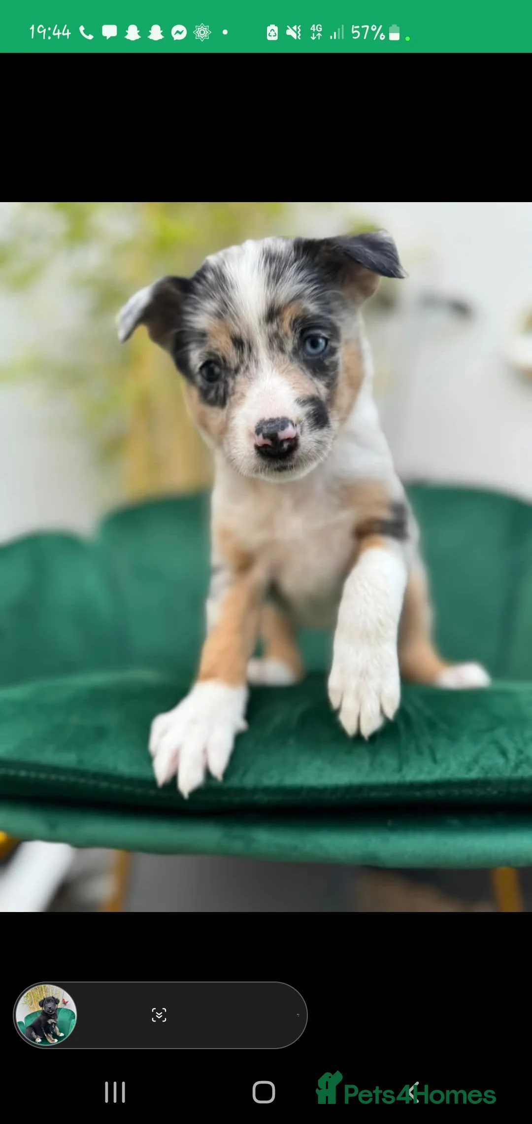 Border Collie dogs for stud: Proven pure bred tri coloured merle collie stud in Fakenham - Advert 25