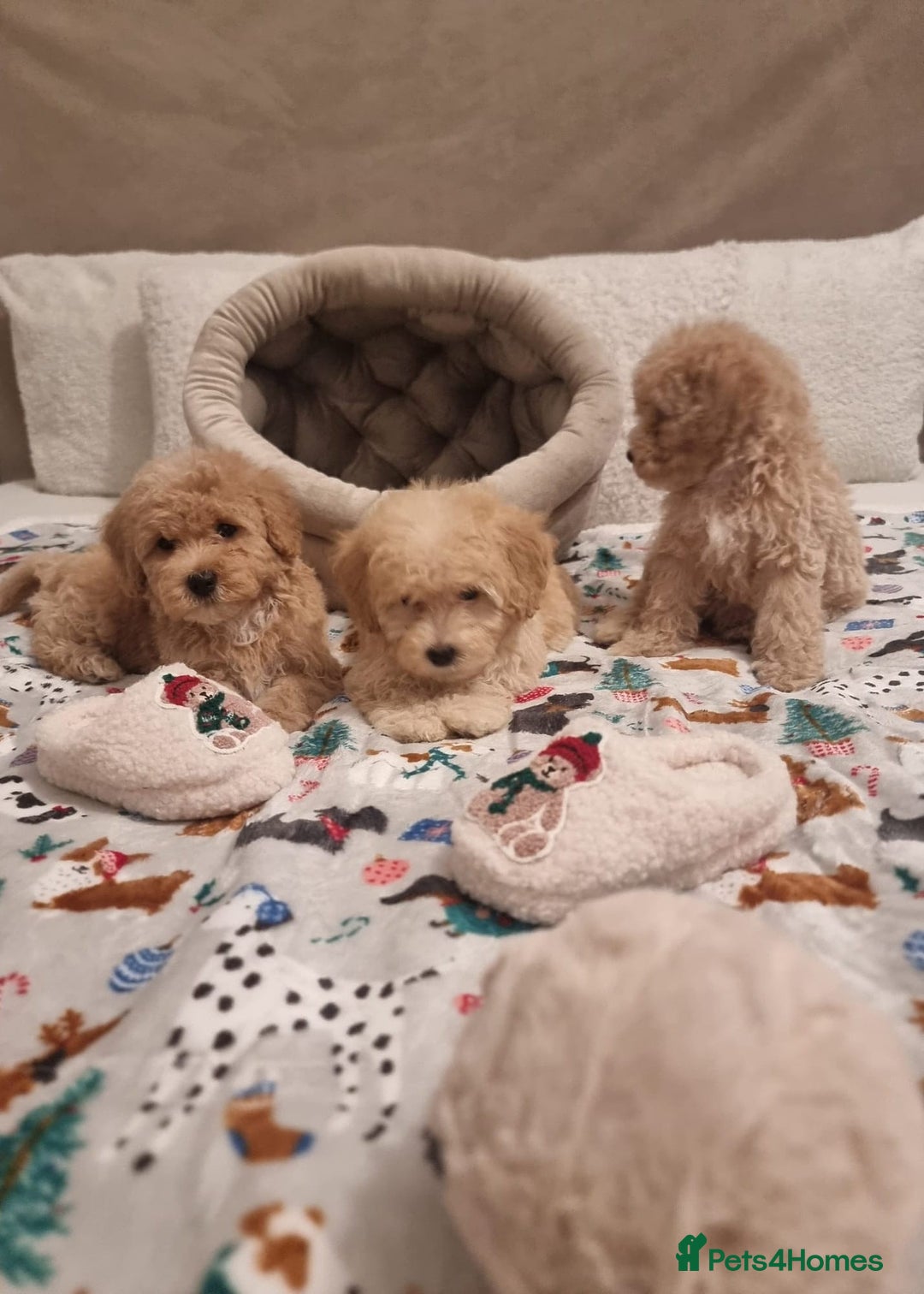 Maltipoo dogs for sale: Amazing apricot color Maltipoo puppies! - Advert 32