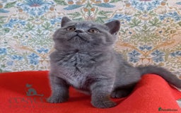 British Shorthair cats for sale: 100% Pedigree British Shorthair Kittens - Image 9