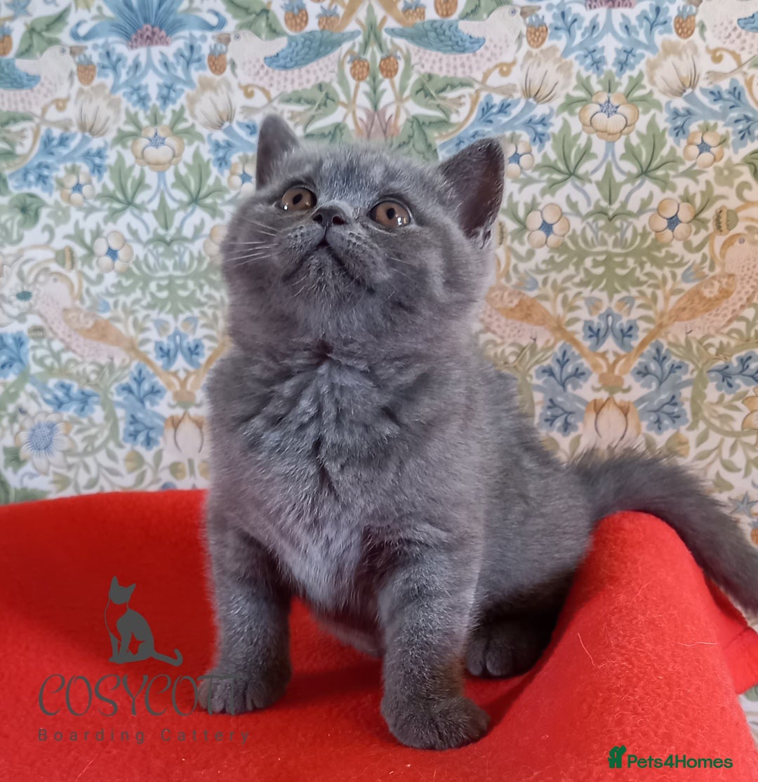 British Shorthair cats for sale: 100% Pedigree British Shorthair Kittens - Image 9
