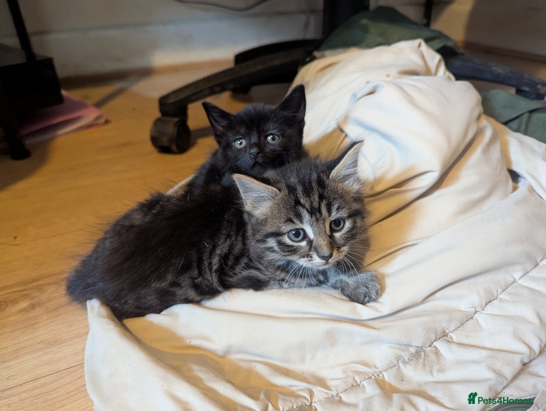 Mixed Breed cats for sale: Beautiful Black Kitten Ready to Go Now - Image 11