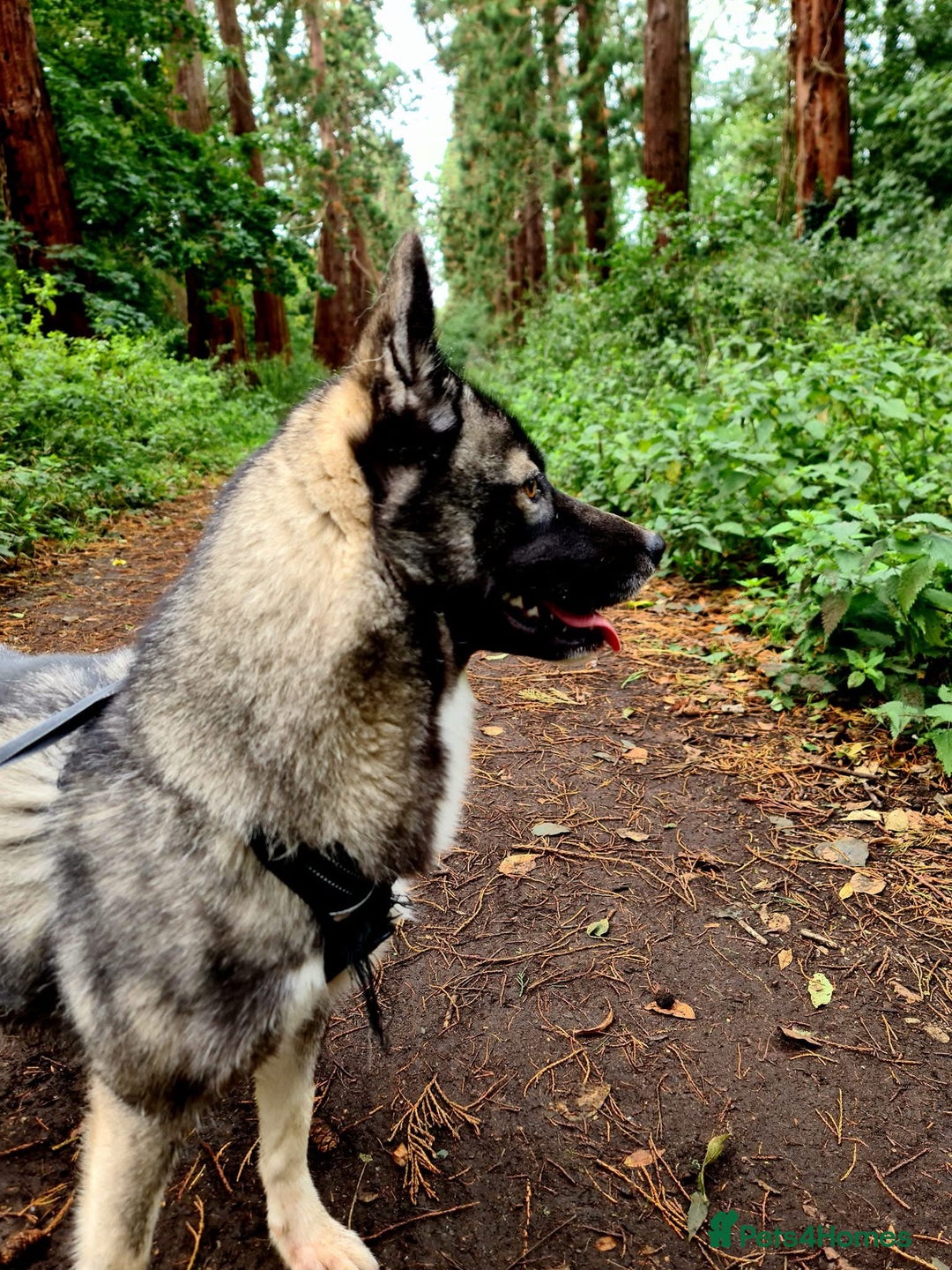 Siberian Husky dogs for sale: Siberian Huskies, female&male, male KC Registered - Image 2
