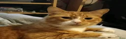 Domestic Shorthair cats for sale: Ginger Male Cat in Kidderminster - Advert 1