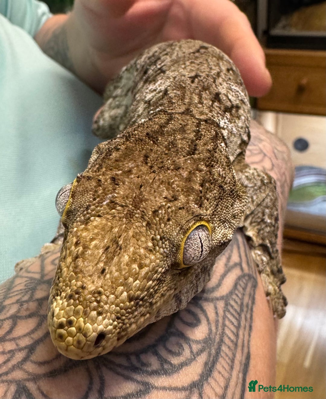 Gecko reptiles for sale: Leachianus Gecko - Advert 3