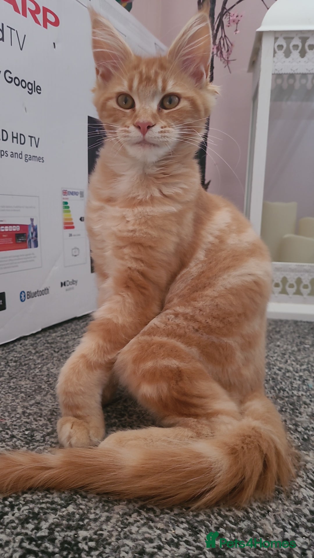 Maine Coon cats for sale: Ginger Maine Coon Kittens  - Advert 14