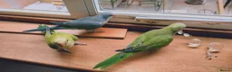 Parakeets birds for sale: Beautiful Hand Reared Quaker Parakeet babies 9 wks - Advert 6