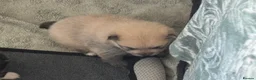 Pomeranian dogs for sale: Five beautiful fluffy Pomeranian puppies  - Advert 35