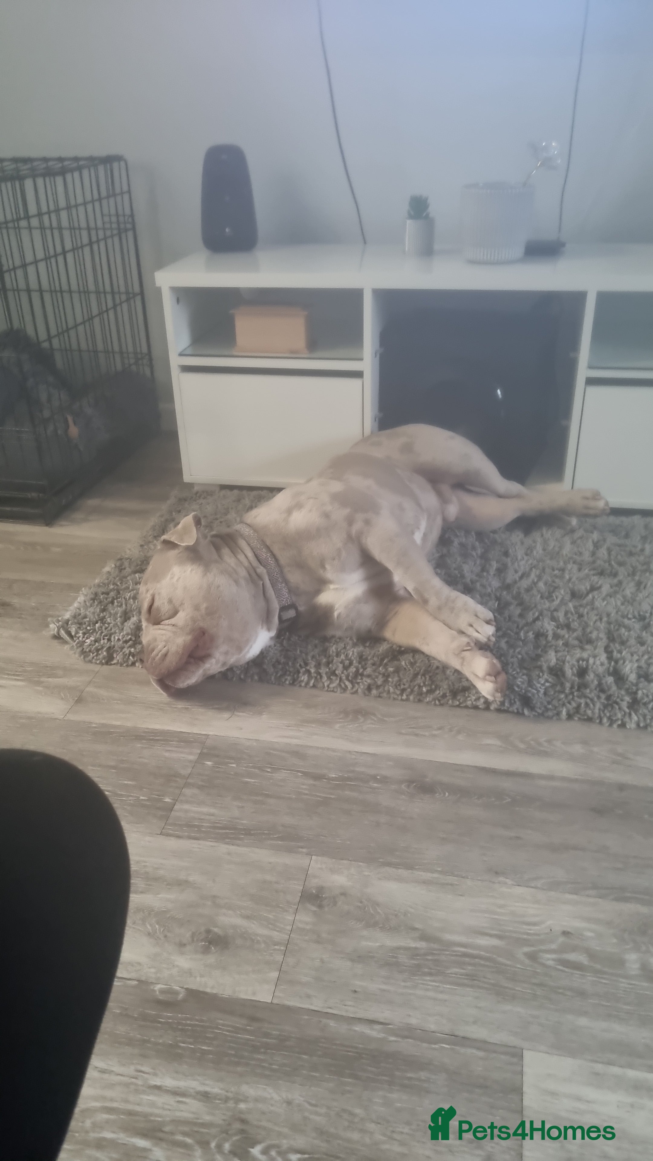 American Bull Staffy dogs  lilac pocket bully for stud  - Advert 17