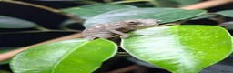 Chameleon reptiles for sale: Baby panther chameleons  - Advert 3