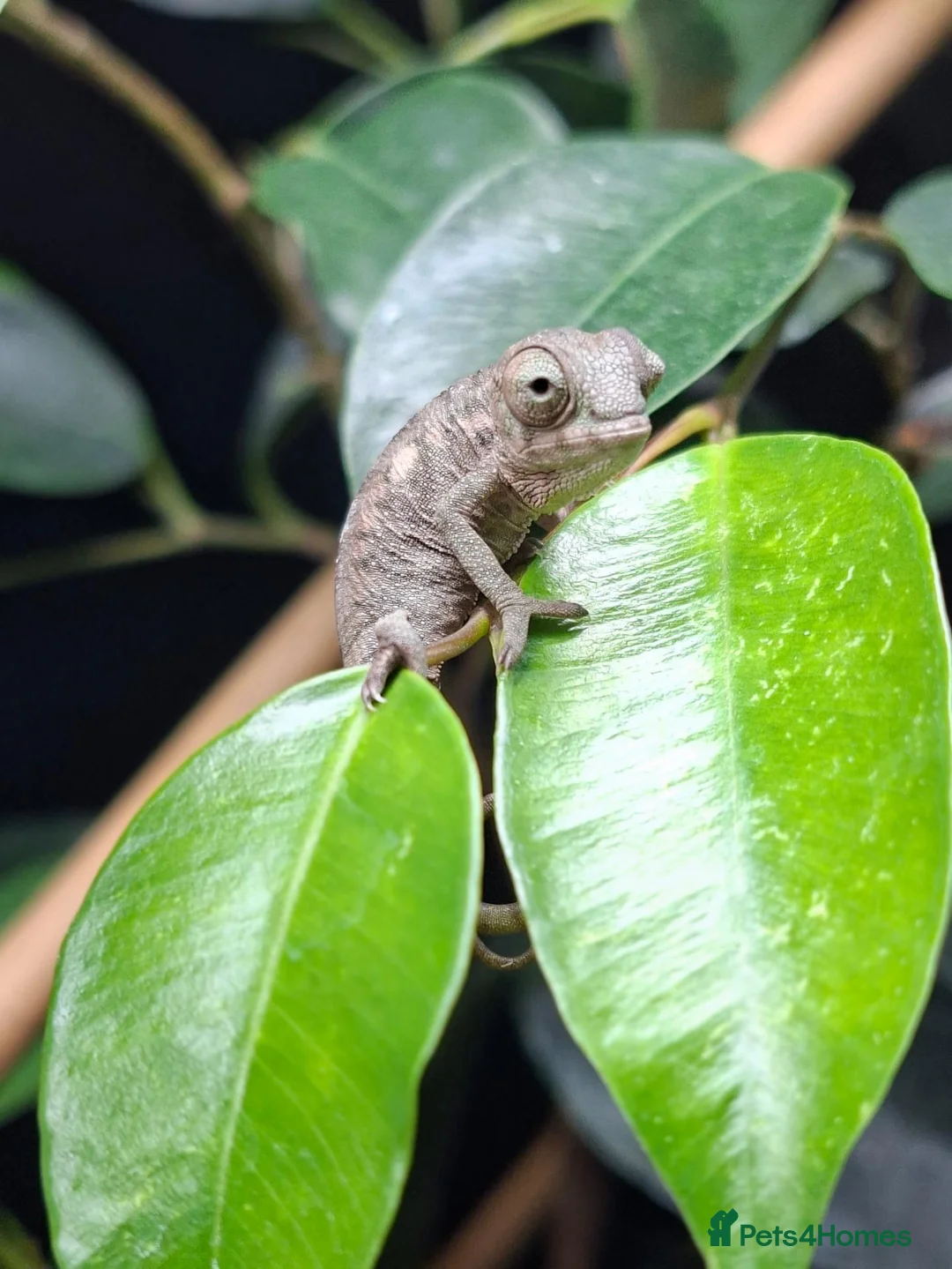 Chameleon reptiles for sale: Baby panther chameleons  - Advert 3