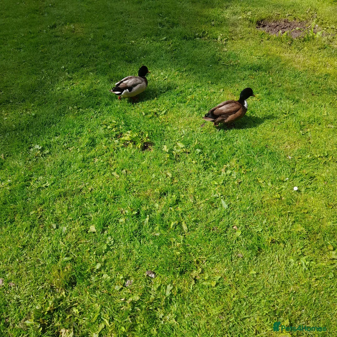 Ducks poultry for sale: CALL DUCKS  - Advert 1
