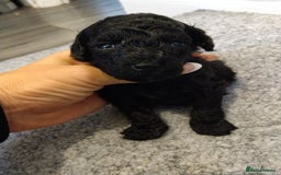 Poochon dogs for sale: Poochons  - Image 39
