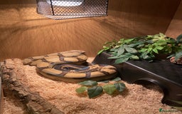 Mixed Breed reptiles for sale: Reptile, invert and amphibian rescue service.  - Image 6
