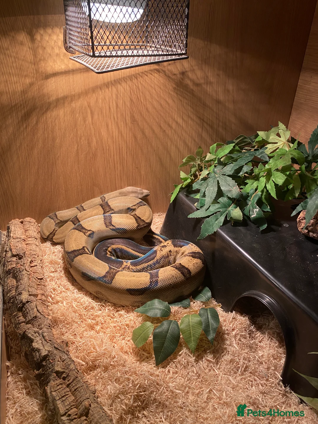 Mixed Breed reptiles for sale: Reptile, invert and amphibian rescue service.  - Advert 6