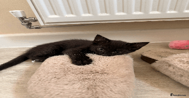 British Shorthair cats in Dudley - Advert 10