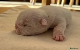 English Bulldog dogs for sale: English bulldogs - Advert 8