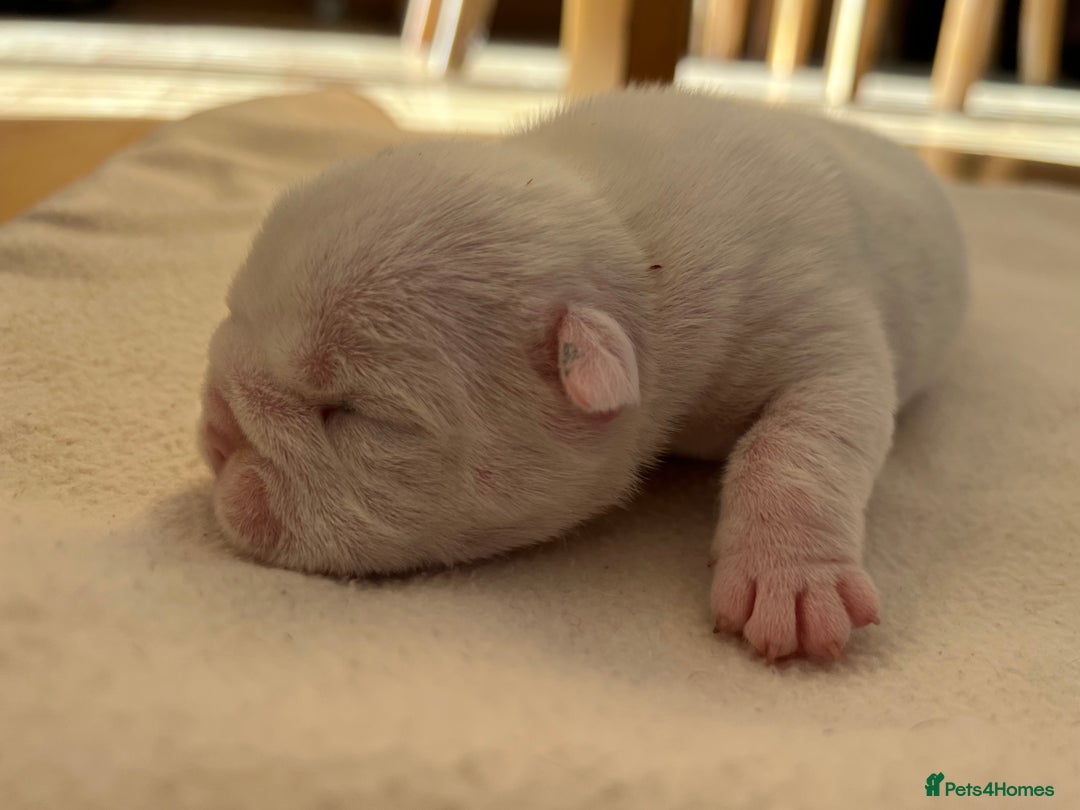 English Bulldog dogs for sale: English bulldogs - Advert 8